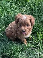 Ruby, a female Cockapoo for sale in Hopkinsville, KY – Photo 2 of 4