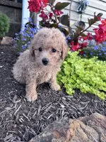 Tinker, a female Yorkipoo for sale in Hopkinsville, KY – 4 of 4