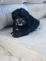 Oreo, a male Yorkipoo for sale in Hopkinsville, KY – 4 of 4
