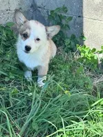 Sissy, a female Pembroke Welsh Corgi for sale in Hopkinsville, KY – Photo 4 of 9