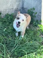 Sissy, a female Pembroke Welsh Corgi for sale in Hopkinsville, KY – Photo 2 of 9