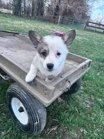 Sissy, a female Pembroke Welsh Corgi for sale in Hopkinsville, KY – Photo 2 of 4