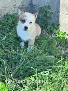Sissy – Pembroke Welsh Corgi puppy for sale in Hopkinsville, KY