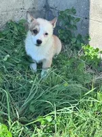 Sissy, a female Pembroke Welsh Corgi for sale in Hopkinsville, KY – Photo 1 of 9