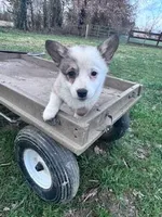 Sissy, a female Pembroke Welsh Corgi for sale in Hopkinsville, KY – Photo 3 of 4