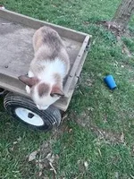 Sissy, a female Pembroke Welsh Corgi for sale in Hopkinsville, KY – Photo 4 of 4
