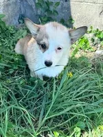 Sissy, a female Pembroke Welsh Corgi for sale in Hopkinsville, KY – Photo 5 of 9