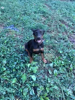 Xena, a female Doberman Pinscher for sale in Hopkinsville, KY – 4 of 7