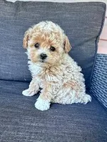 Tootsie, a female Bichpoo for sale in Hopkinsville, KY – Photo 2 of 7