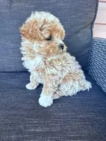 Tootsie, a female Bichpoo for sale in Hopkinsville, KY – Photo 4 of 7