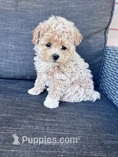 Tootsie – Bichpoo puppy for sale in Hopkinsville, KY