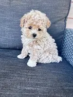 Tootsie, a female Bichpoo for sale in Hopkinsville, KY – Photo 3 of 7
