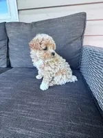 Tootsie, a female Bichpoo for sale in Hopkinsville, KY – Photo 5 of 7