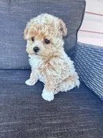 Tootsie, a female Bichpoo for sale in Hopkinsville, KY – Photo 1 of 7