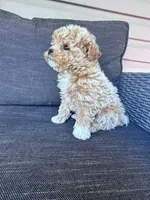 Tootsie, a female Bichpoo for sale in Hopkinsville, KY – Photo 6 of 7