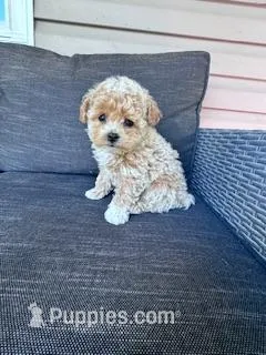 Tootsie – Bichpoo puppy for sale in Hopkinsville, KY
