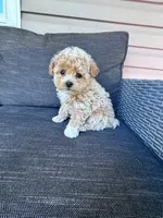 Tootsie, a female Bichpoo for sale in Hopkinsville, KY – Photo 7 of 7