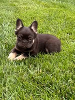 Dolly, a female French Bulldog for sale in Hopkinsville, KY – 2 of 8
