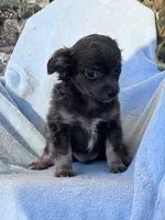 Bella, a female Chihuahua for sale in Hopkinsville, KY – 8 of 8
