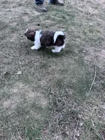 Scooter , a male Shih Tzu for sale in Hopkinsville, KY – 5 of 5