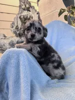 Lolli, a female Chihuahua for sale in Hopkinsville, KY – 2 of 5
