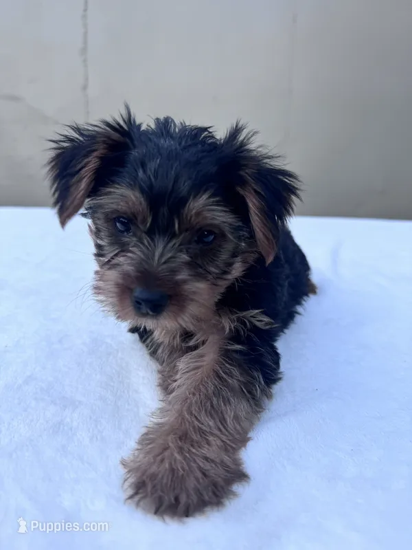 Cooper – Yorkshire Terrier puppy for sale in Hopkinsville, KY