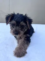 Cooper, a male Yorkshire Terrier for sale in Hopkinsville, KY – 1 of 8