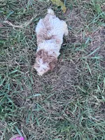 Pebbles, a female Poodle - Miniature  for sale in Hopkinsville, KY – 3 of 7