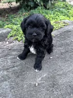 Suzie, a female Havapoo for sale in Hopkinsville, KY – 7 of 7