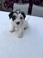 Casper, a male Yorkshire Terrier for sale in Hopkinsville, KY – 4 of 5