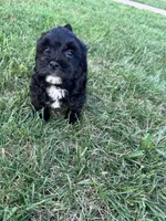 The sweetest boy on earth, a male Shihpoo for sale in Hopkinsville, KY – 3 of 7