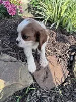 Charlie, a male Cavalier King Charles Spaniel for sale in Hopkinsville, KY – 5 of 5