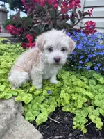 Frosty , a male Havanese for sale in Hopkinsville, KY – 2 of 6