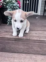 Dottie, a female Pembroke Welsh Corgi for sale in Hopkinsville, KY – 3 of 5