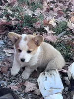 Dolly , a female Pembroke Welsh Corgi for sale in Hopkinsville, KY – 2 of 5