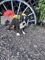 Sally, a female Boston Terrier for sale in Hopkinsville, KY – 2 of 3