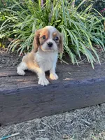 Charlie, a male Cavapoo for sale in Hopkinsville, KY – 4 of 5