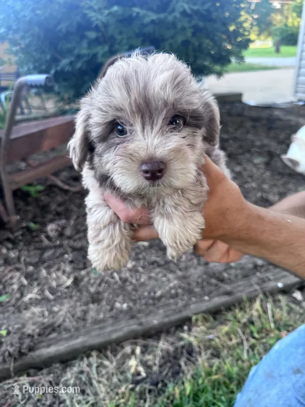 Pearl – Chipoo puppy for sale in Hopkinsville, KY