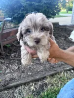 Pearl, a female Chipoo for sale in Hopkinsville, KY – 1 of 4