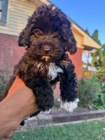Oreo, a female Cavapoo and Bichpoo for sale in Hopkinsville, KY – 2 of 4