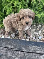 Buddy , a male Poodle - Miniature  for sale in Hopkinsville, KY – 6 of 6