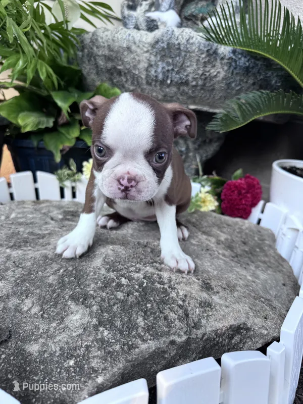 Ruby – Boston Terrier puppy for sale in Hopkinsville, KY