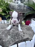 Ruby, a female Boston Terrier for sale in Hopkinsville, KY – 1 of 2