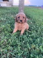 Mickey, a male Cavapoo for sale in Hopkinsville, KY – 5 of 8
