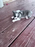 Skye, a female Boston Terrier for sale in Hopkinsville, KY – 3 of 6