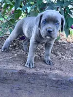 Luna, a female Cane Corso for sale in Hopkinsville, KY – 5 of 5