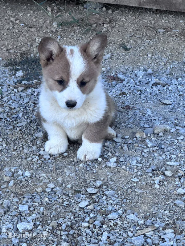Winston – Pembroke Welsh Corgi puppy for sale in Hopkinsville, KY