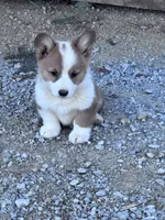 Winston, a male Pembroke Welsh Corgi for sale in Hopkinsville, KY – 1 of 4