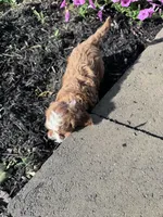 Charlie, a male Cavapoo for sale in Hopkinsville, KY – 6 of 6