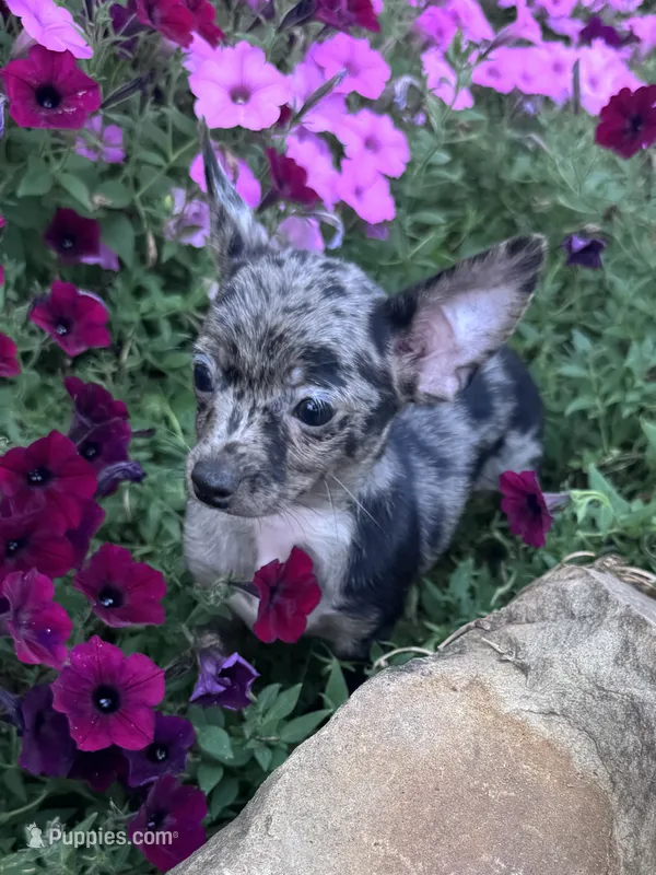 Bandit – Chihuahua puppy for sale in Hopkinsville, KY